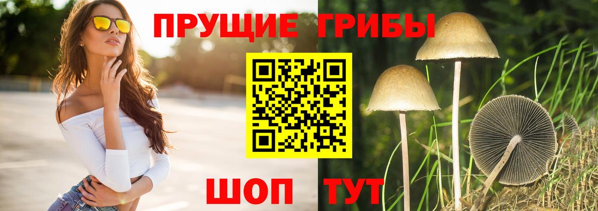 Галлюциногенные грибы Psilocybine cubensis Бугуруслан